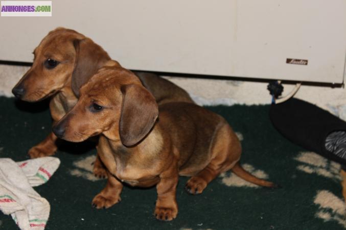 TECKELS KANINCHENS LOF