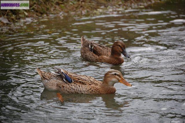 Canards