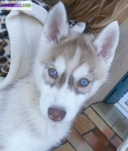Husky siberiens inscrit au lof
