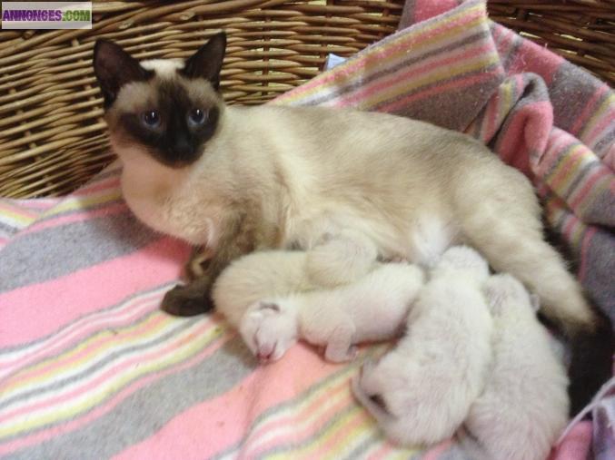 Chatons siamois seal point