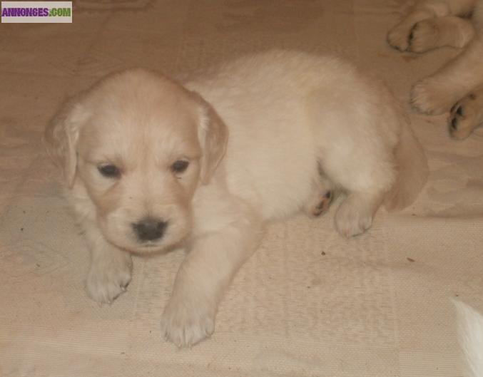Chiots type Golden Retriever