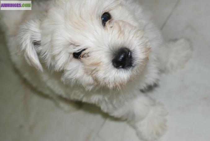 Superbes chiots de type westie (non L.O.F).