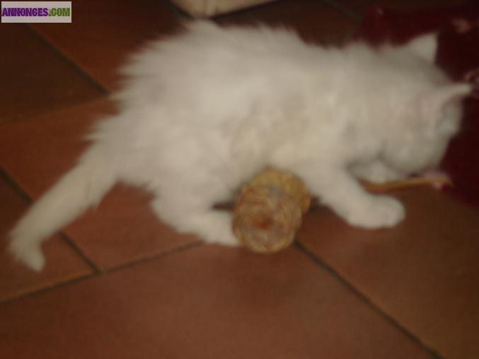 Maine coon mâle blanc a vendre