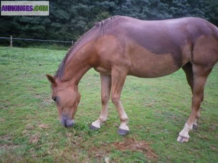 PENSION FAMILIALE NOUNOU PROMENADE GARDE CHIEN CHAT VISITE NACS CHEVAUX