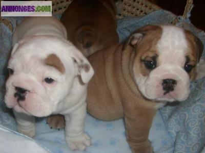 Chiots Bulldog Anglais a vendre