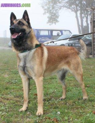 Saillie berger malinois LOF : Etalons
