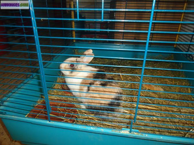 Lapin nain femelle