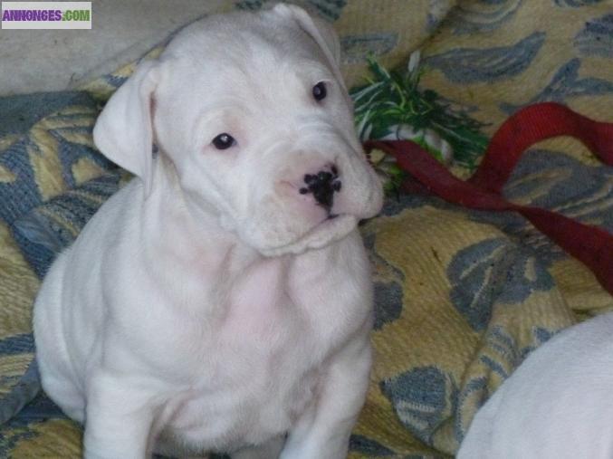 Chiots dogues argentins