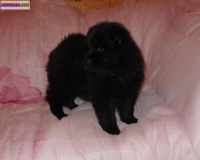 Chiots eurasier L.O.F