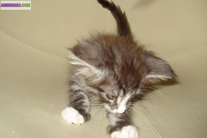 Chatons siberiens loof
