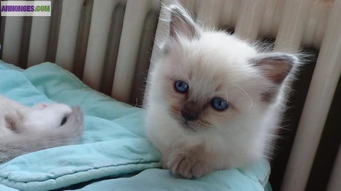 Chatons Ragdoll