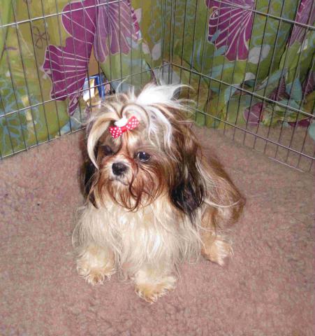 Chiots shih tzu disponible
