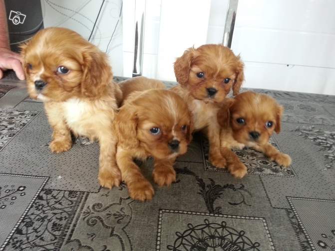 Chiots type cavalier king charles