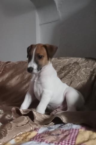 Chiots fox à poils courts