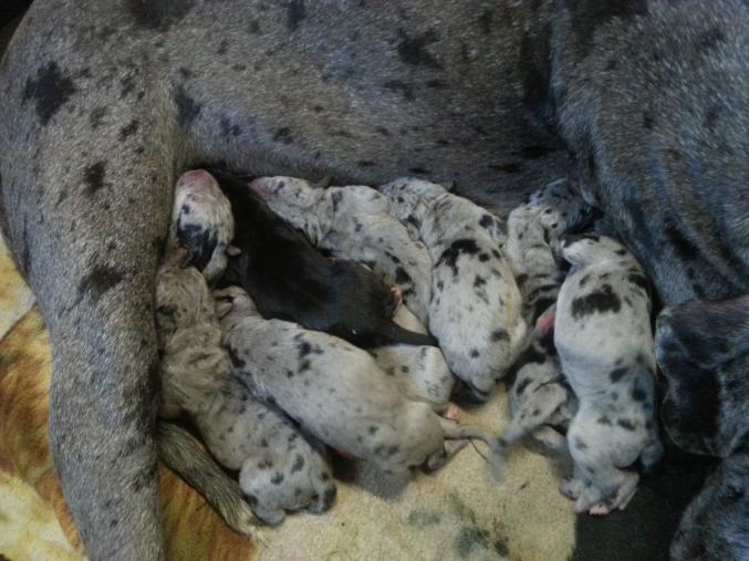 A reserver bèbè dogue allemand non loftè