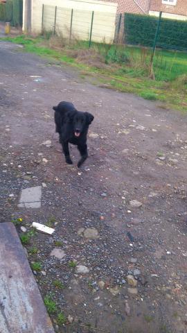 Donne chienne contre bons soins