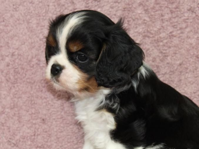 Don Chiot Chiot Cavalier Charle Spaniel Femelle 