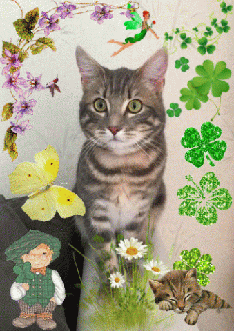 Chat tigré perdu dans l'allier