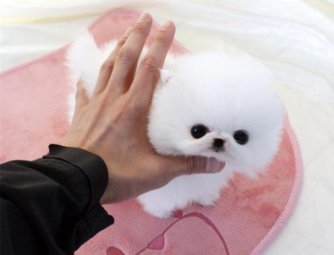 Donne chiot pomeranien teacup qui fera un poids de 1,2kg adulte