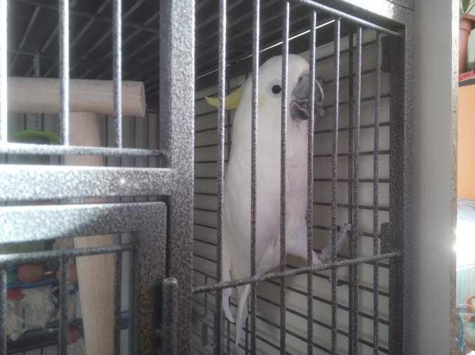 Perroquet a huppe jaune