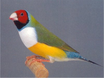 Diamand de gould