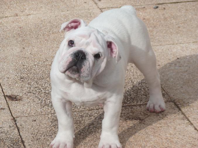 Chiot Bulldog anglais LOF - dispo de suite