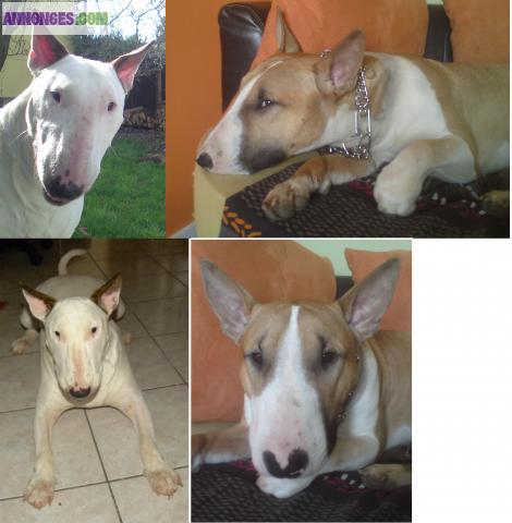 Chiot bull terrier a reserver