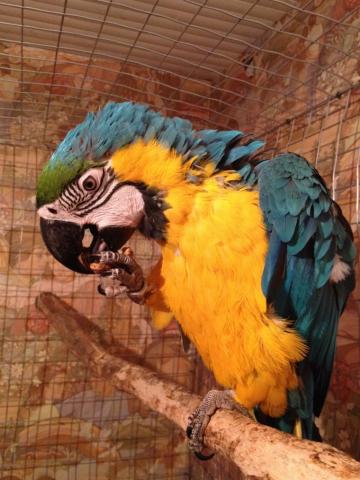 Perroquet ara de 7 mois