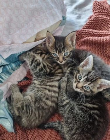 3 magnifiques chatons Mau Egyptien sont disponible