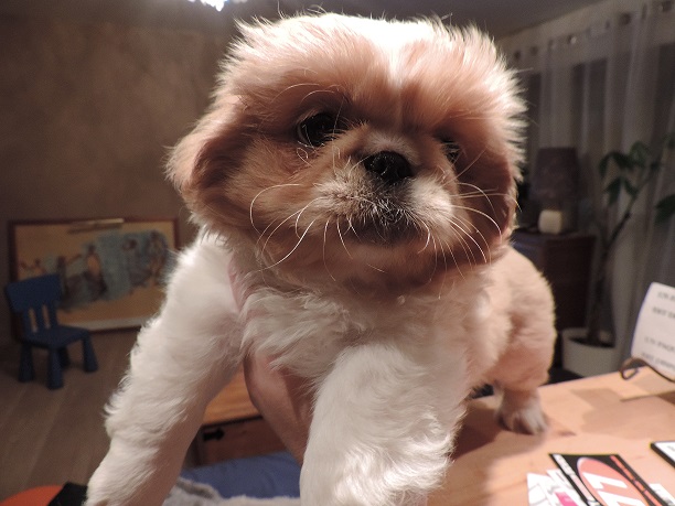 A reserver type pekinois