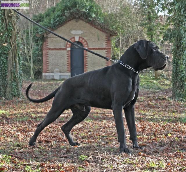 Saillie Dogue Allemand LOF : Etalons Dogues Allemand expérimentés
