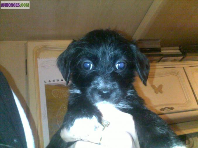 Bébé chiot type jack russel 