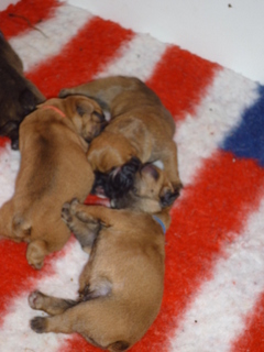A réserver chiots Bouledogues Français lof