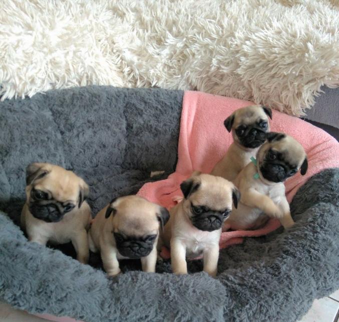 Adorable Chiots Carlin Disponible De Suite