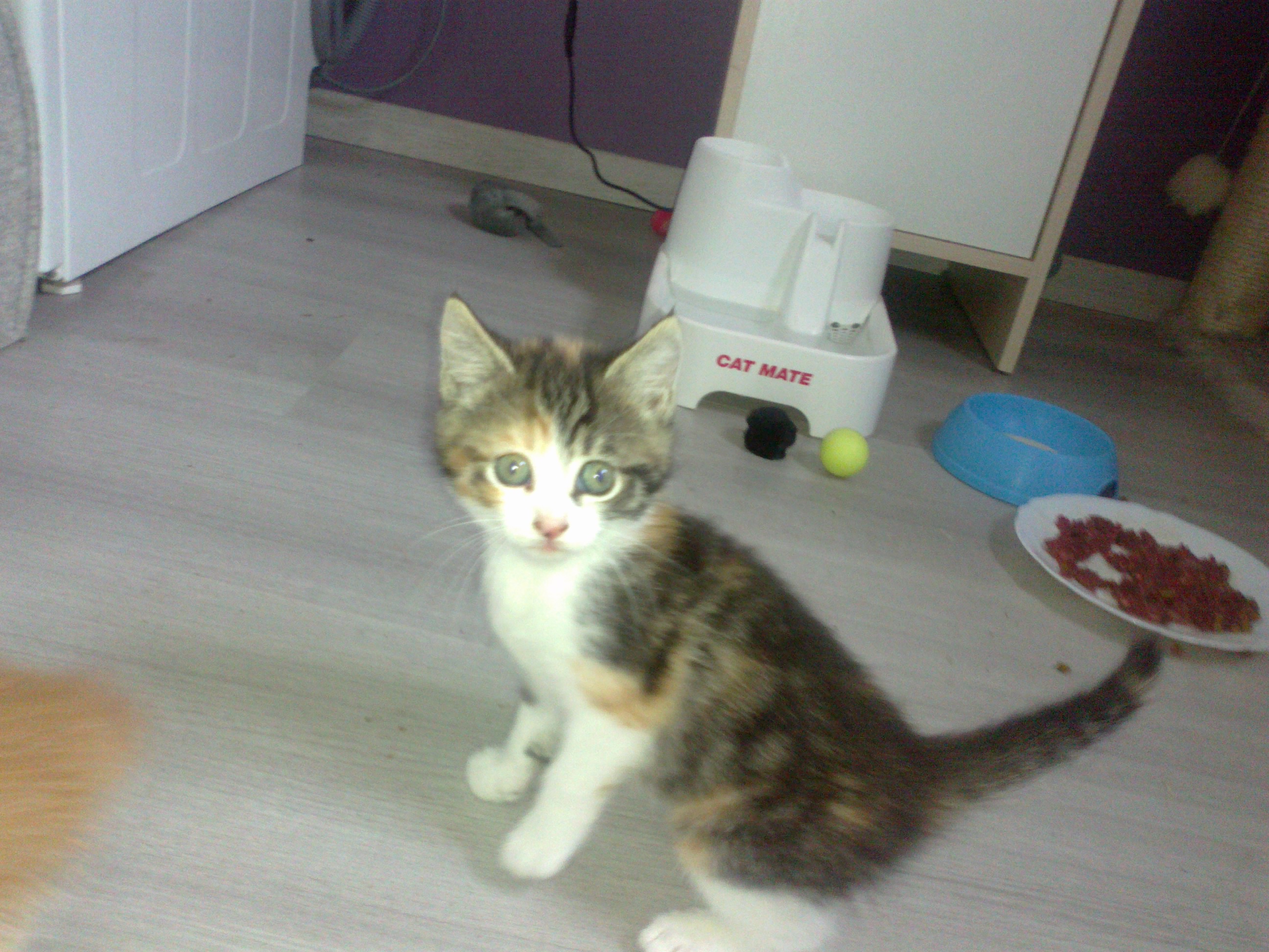 2 chatonnes à adopter