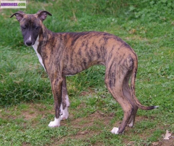 BB Whippet femelle LOF disponible