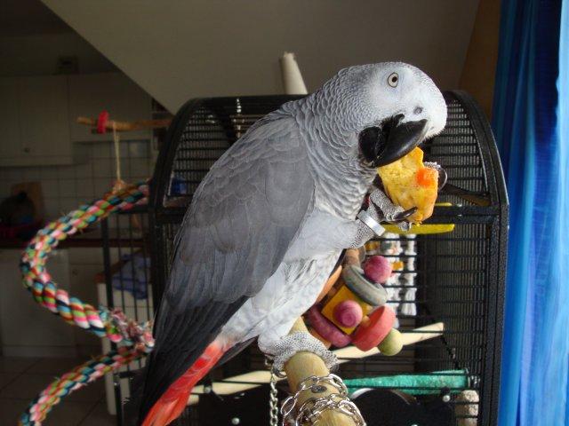  belle femelle gris du Gabon