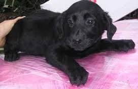 Chiots type labrador noir et chocolat