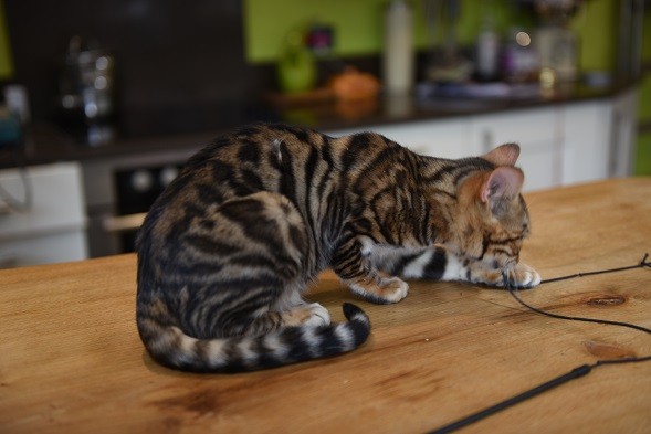 Je donne pour adoption