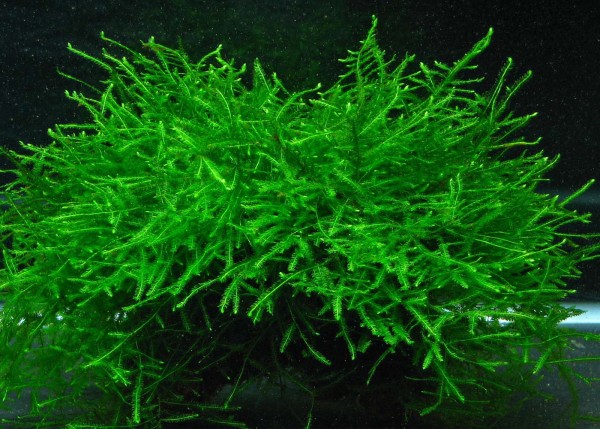 Mousse de java (plante pour aquarium)