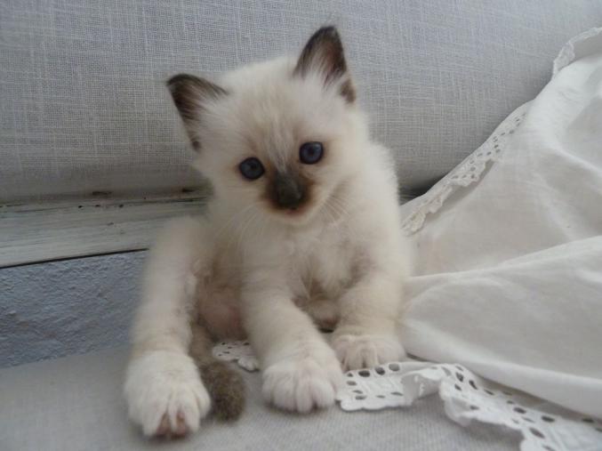 Dispo immediatement chatons Sacré de Birmanie LOOF
