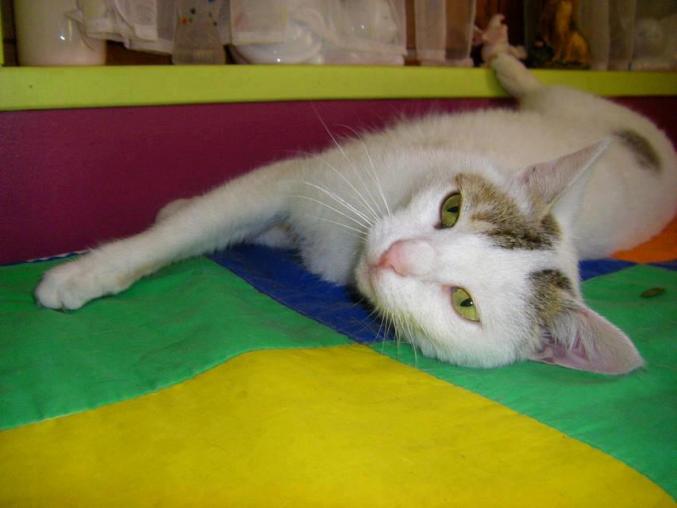 Niahm femelle de deux ans