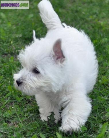 A reserver chiots westie