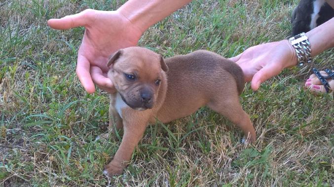 Chiots staffordshire bull terrier lof