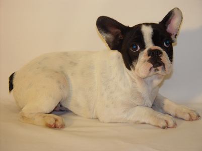 Bouledogue français caille blanc et noir Lof