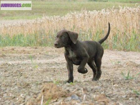 Chiots braque Allemand à réserver