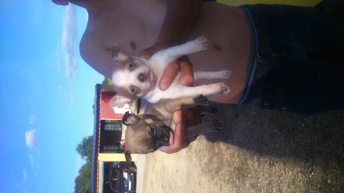 Chiot type chihuahua 