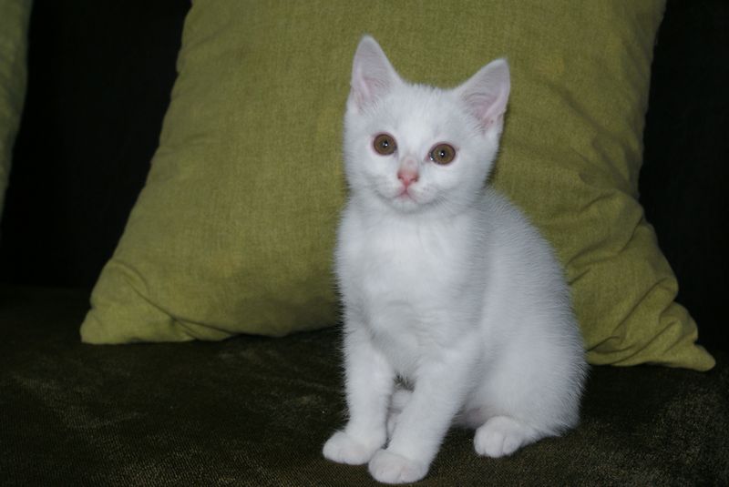 Chatons type british shorthair blancs