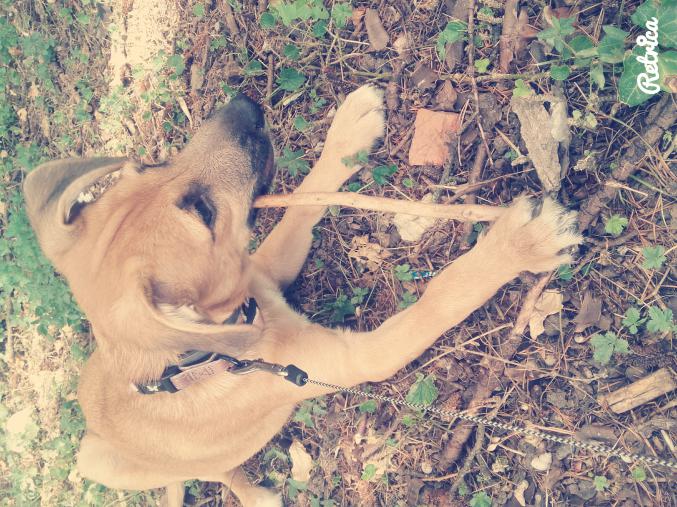 Donne petite chienne contre bon soin 