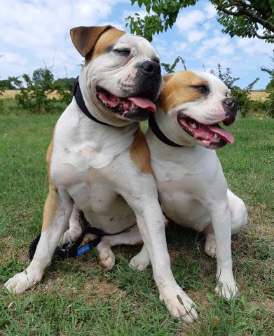 Bouledogue Américain